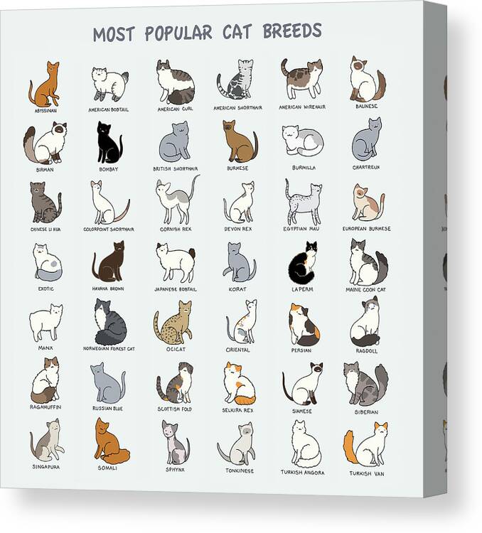 The Most Popular Cat Breeds in America