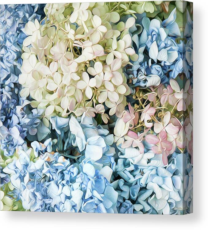 Hydrangea Canvas Print featuring the photograph Multi Colored Hydrangea by Theresa Tahara