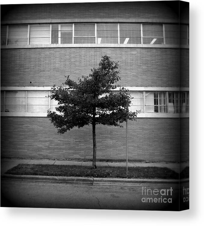 Tree Canvas Print featuring the photograph Nature In Commerce - Square Holga Effect - Frank J Casella by Frank J Casella