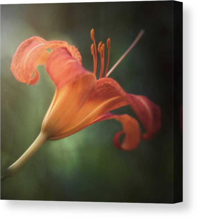 Flower Canvas Print featuring the photograph Natures Glow by Scott Norris