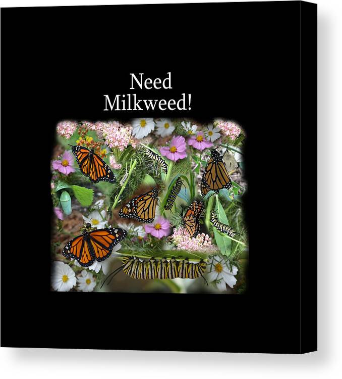 Need Milkweed! Canvas Print featuring the photograph Need Milkweed by Aimee L Maher ALM GALLERY