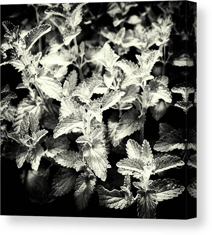 Leaves Canvas Print featuring the photograph Nepeta Grandiflora Leaves Monochrome by Tanya C Smith