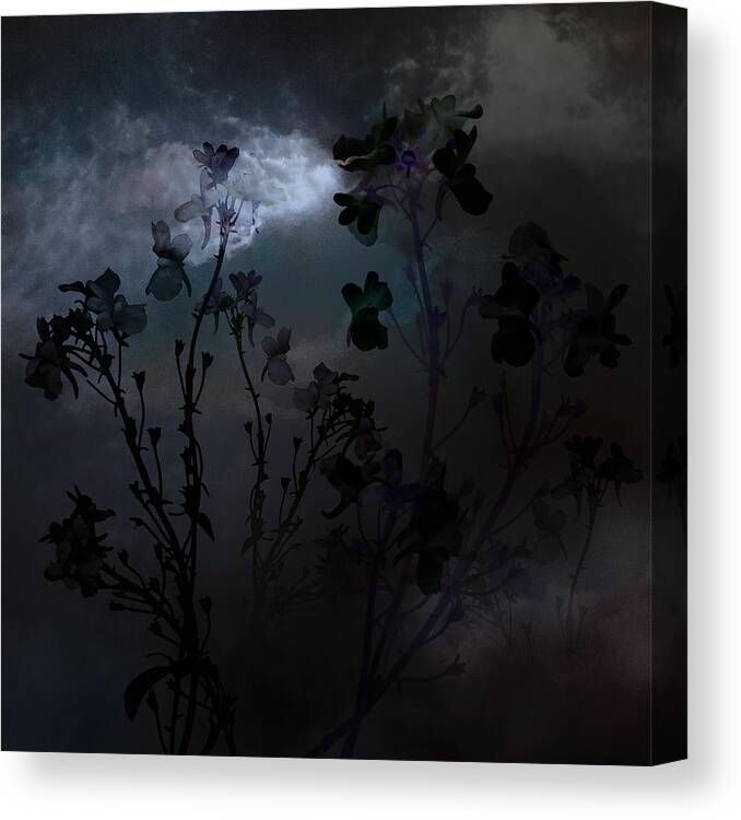 Nemesia Canvas Print featuring the photograph Night Meadow Flowers by Marsha Tudor