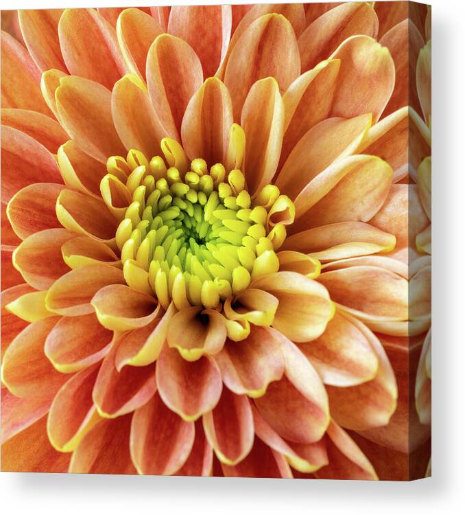 Chrysanthemum Canvas Print featuring the photograph Orange Chrysanthemum Macro by Tanya C Smith