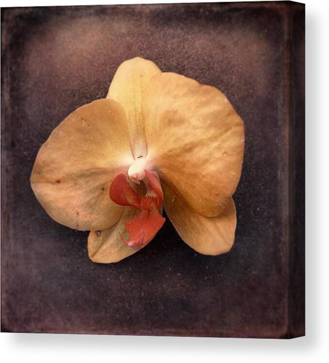 Spring Canvas Print featuring the photograph Orchid by Jennifer Preston