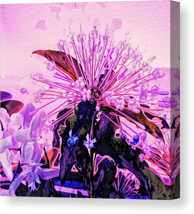Orchids Canvas Print featuring the photograph Orchidstra by Jim Signorelli