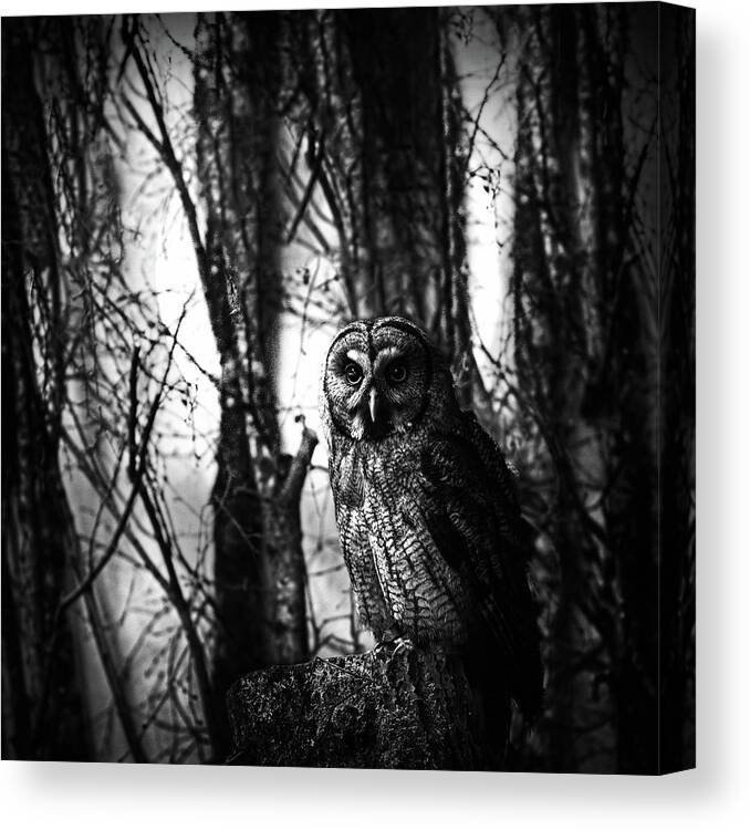 Animals Canvas Print featuring the photograph Owl in the Forest in Black and White by Debra and Dave Vanderlaan
