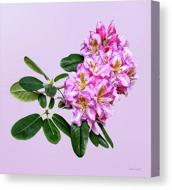 Rhododendron Canvas Print featuring the photograph Pale Pink Rhododendron by Susan Savad