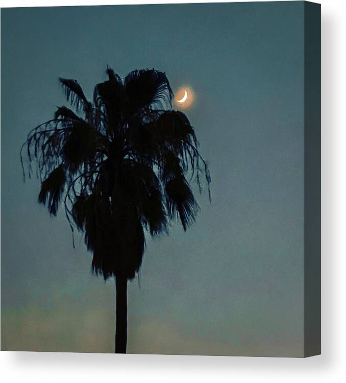 Palm Tree Canvas Print featuring the photograph Palm tree with moon by Grey Coopre