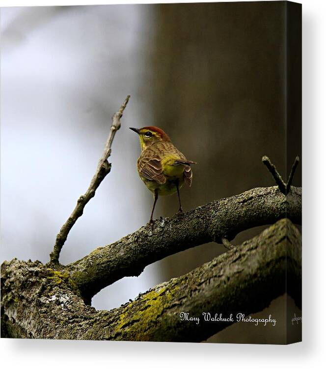 Palm Warbler Canvas Print featuring the photograph Palm Warbler by Mary Walchuck