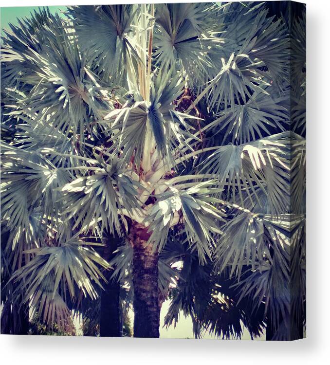 Palms Canvas Print featuring the photograph Palms 828 by Corinne Carroll