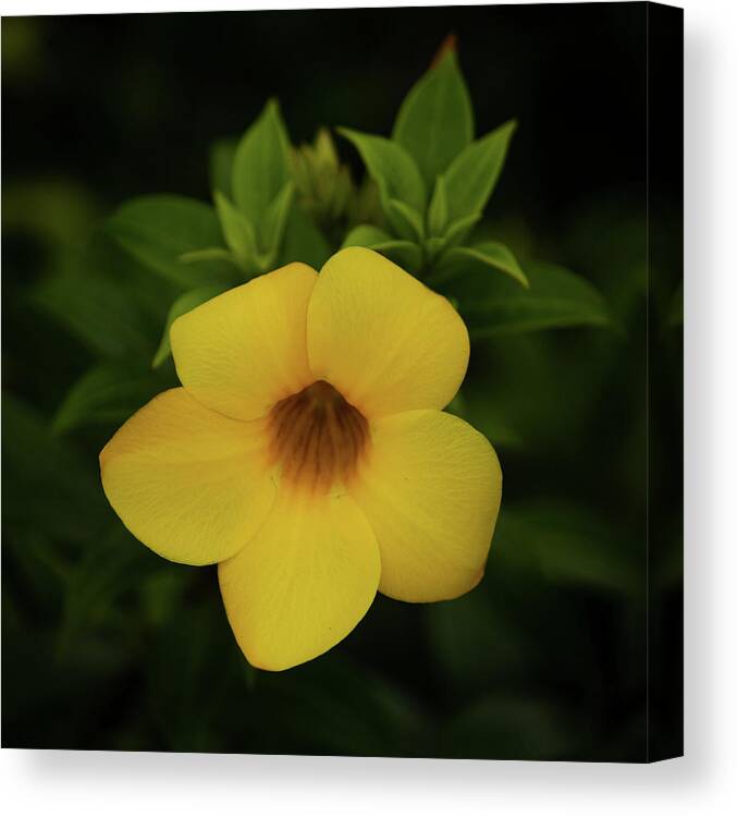 Panama Canvas Print featuring the photograph Panama Blossom by Courtney Eggers