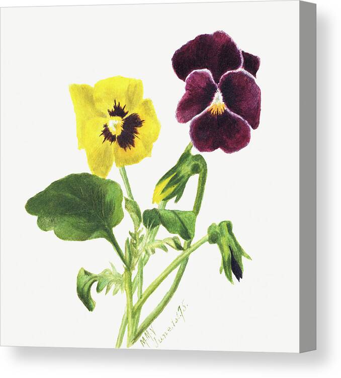 Pansies Canvas Print featuring the painting Pansies, by Mary Vaux Walcott. by World Art Collective