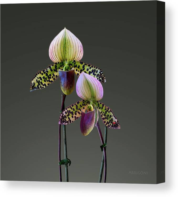 Paphiopedilum Orchids Canvas Print featuring the painting Paphiopedilum Slipper Orchids by David Arrigoni