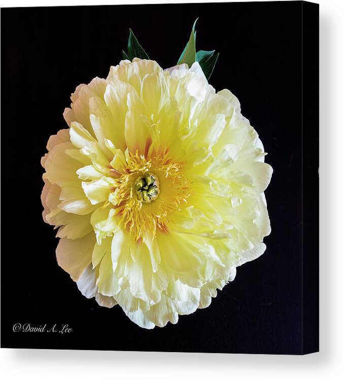 Flowers Canvas Print featuring the photograph Peony by David Lee