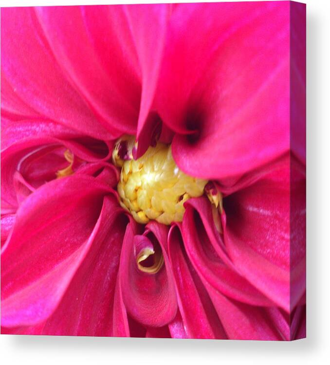 Pink Canvas Print featuring the photograph Pink flower by Faa shie