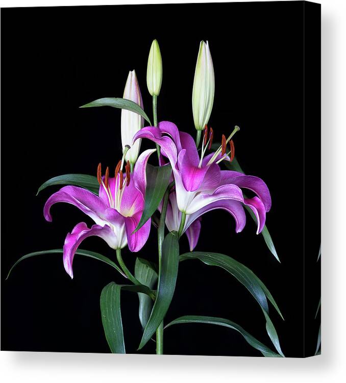 Blossom Canvas Print featuring the photograph Pink lilium by Federico Pico