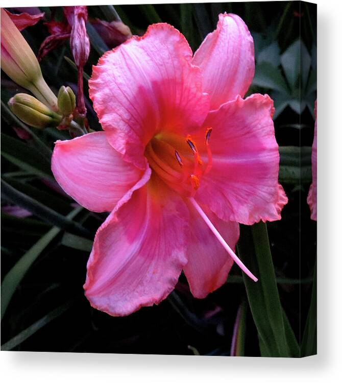 Flowers Canvas Print featuring the photograph Pink Lilly by Linda Stern