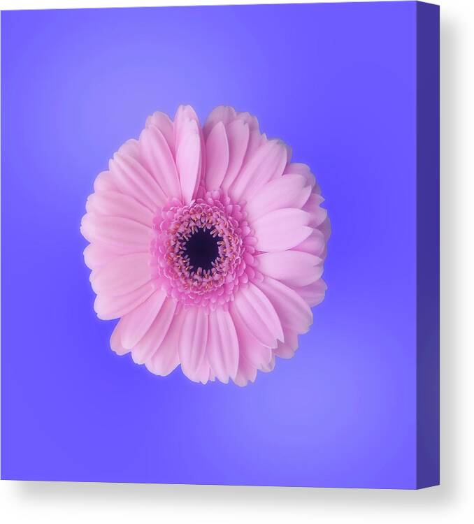 Gerbera Canvas Print featuring the photograph Pink On Blue by Johanna Hurmerinta
