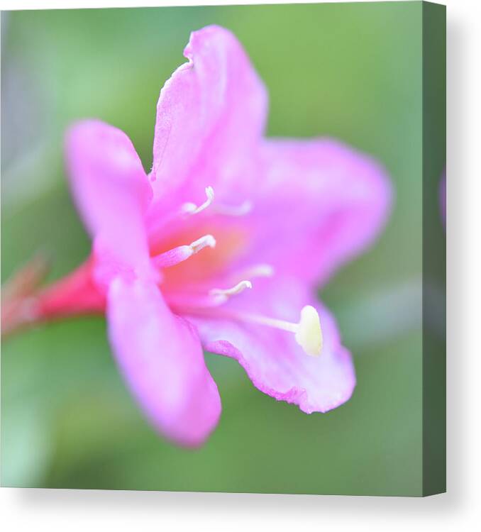 Pink Flower Canvas Print featuring the photograph Pink Petals by Leanna Kotter