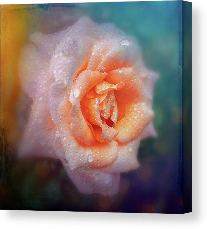 Blooms Canvas Print featuring the photograph Pink Rose with textured background by Sue Leonard
