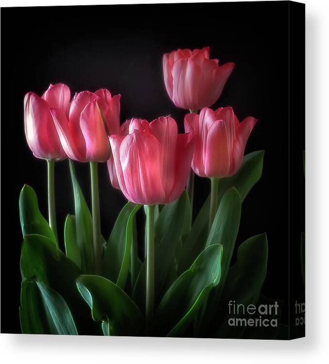 Flowers Floral Canvas Print featuring the photograph Pink Tulips by Ann Jacobson