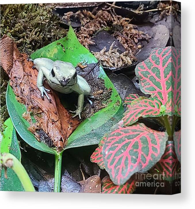 Poison Canvas Print featuring the photograph Poison Dart Frog 1 by Elena Pratt