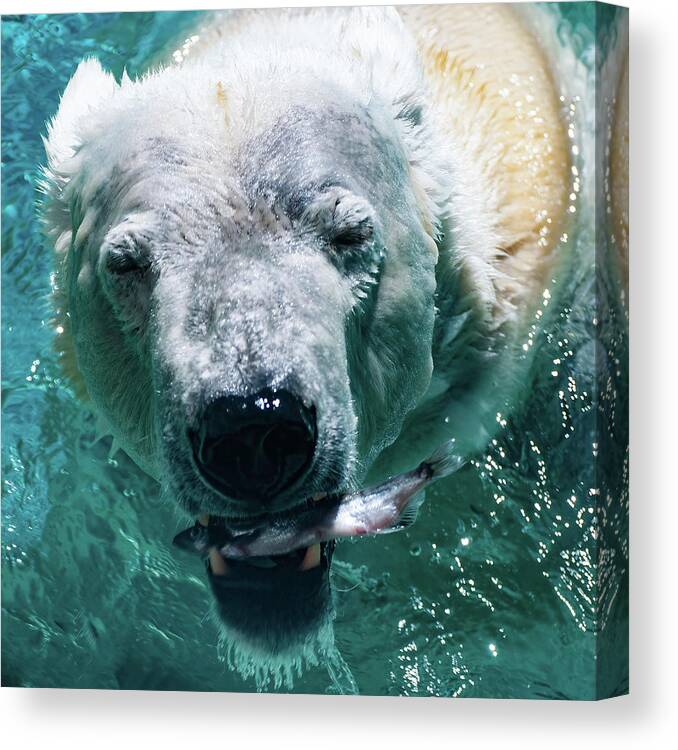 Polar Bear Portrait Canvas Print featuring the photograph Polar Bear Portrait 001 by Flees Photos