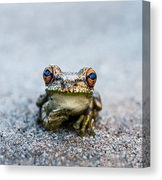Frog Canvas Print featuring the photograph Pondering Frog by Laura Fasulo