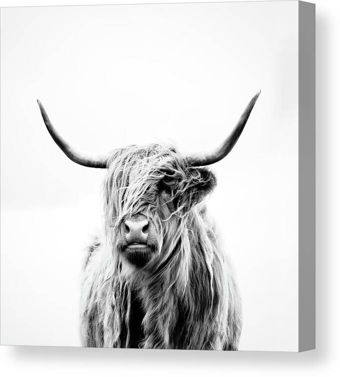 Highland Cow Portrait on Framed Canvas Photo Print Black and White Wall Hanging