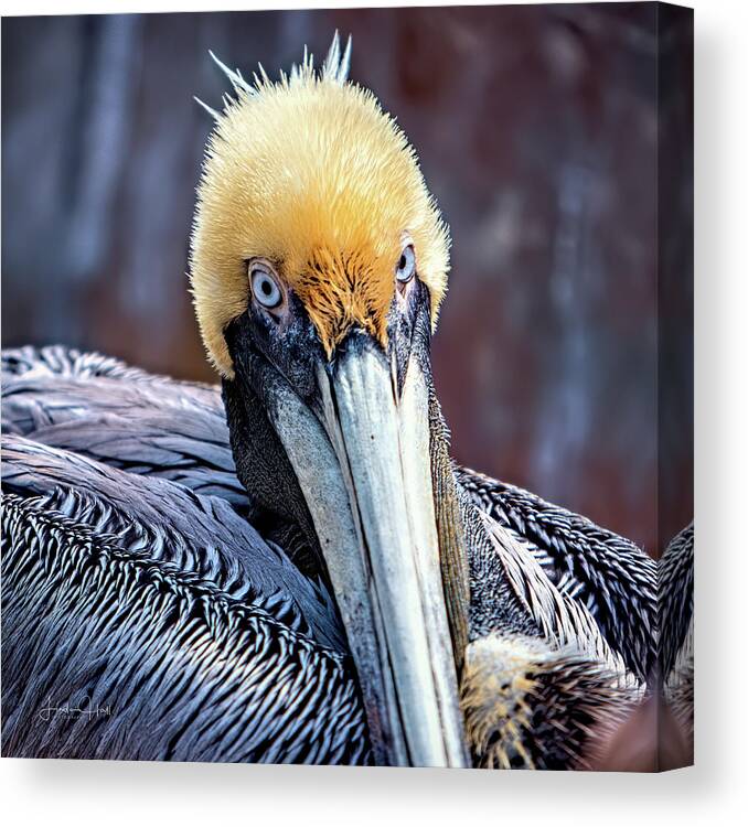 Pelican Canvas Print featuring the digital art Portrait of a Pelican by Linda Lee Hall