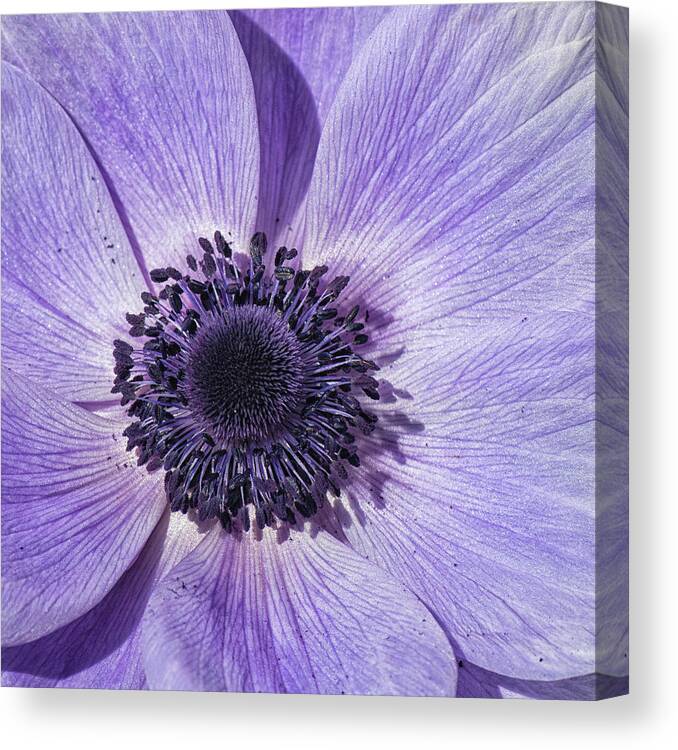 Anemone Canvas Print featuring the photograph Purple Anemone Flower - Tryon Palace New Bern NC by Bob Decker