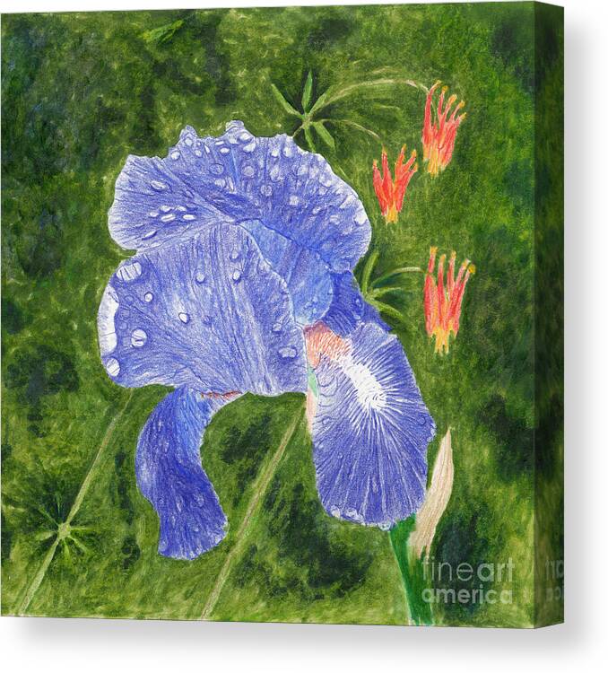 Purple Iris Canvas Print featuring the mixed media Purple Blue Iris with Rain Drops and Wild Columbine by Conni Schaftenaar