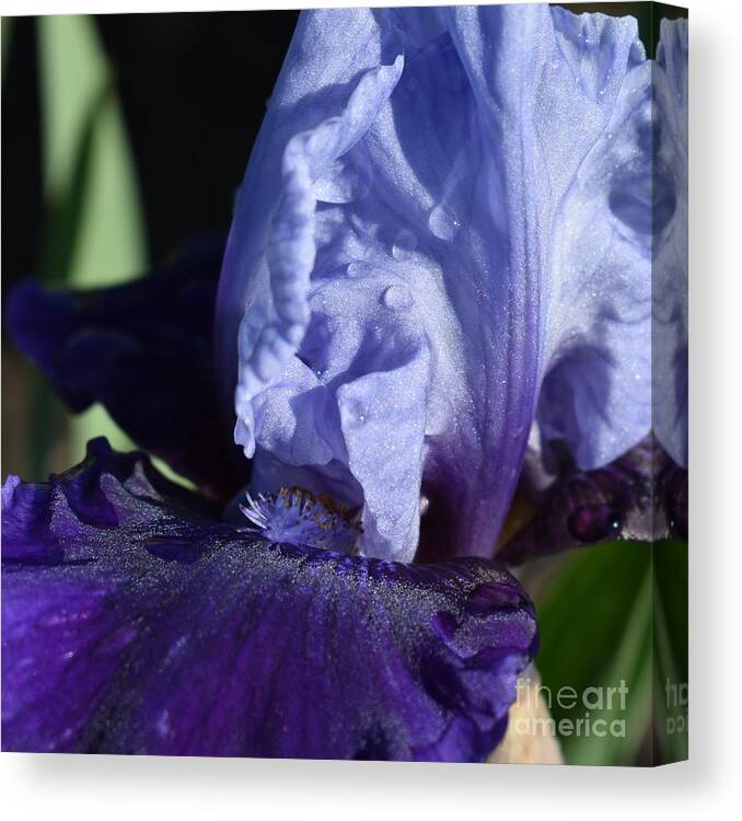 Purple Canvas Print featuring the photograph Blues by Fantasy Seasons