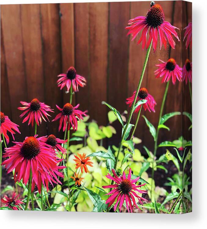 Flowers Canvas Print featuring the photograph Purple Coneflower by Grey Coopre
