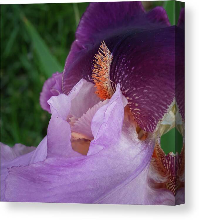 Healing Canvas Print featuring the photograph Purple Iris at attention by David Coblitz