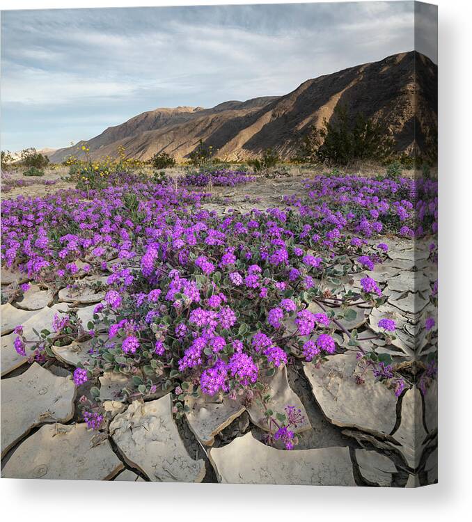 San Diego Canvas Print featuring the photograph Purple Verbena in Cracked Soil by William Dunigan
