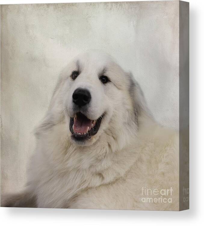 Pyrenean Mountain Dog Canvas Print featuring the photograph Pyrenean Mountain Dog by Eva Lechner
