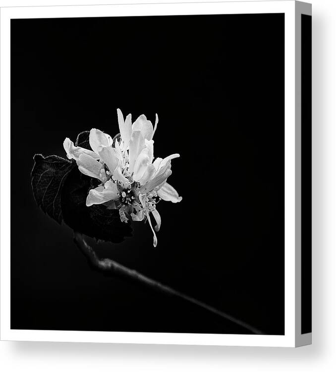 Flowers Canvas Print featuring the photograph Quiet Beauty by Angela Moyer
