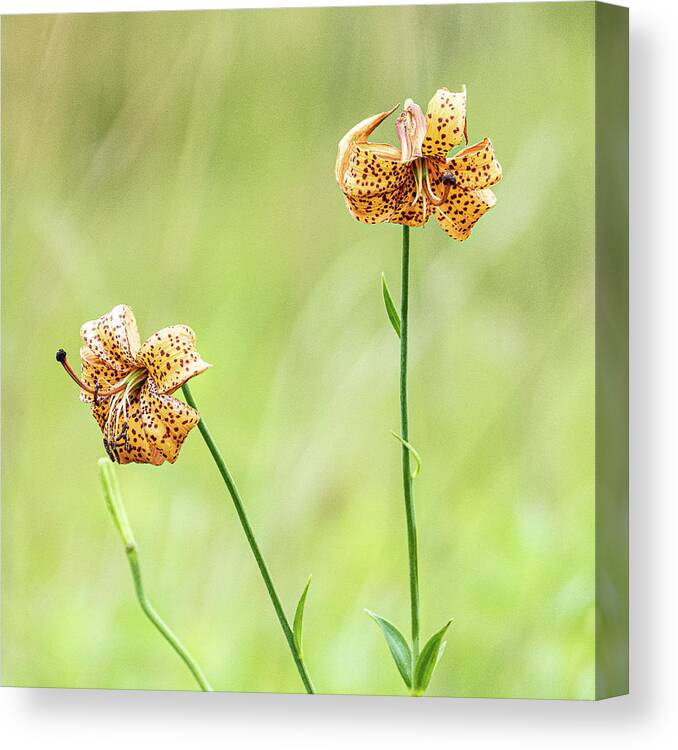 Red Yellow Flowers Shallow Depth Of Field Canvas Print featuring the photograph Red And Yellow Flowers by David Morehead