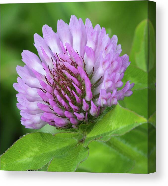 Flower Macro Canvas Print featuring the photograph Red Clover by Tana Reiff