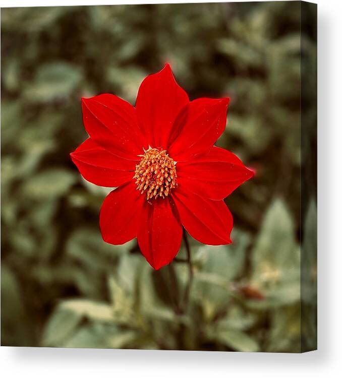 Red Canvas Print featuring the photograph Red Dahlia by Jerry Abbott