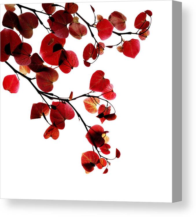 Redbud Canvas Print featuring the photograph Redbud Glow by Marsha Tudor