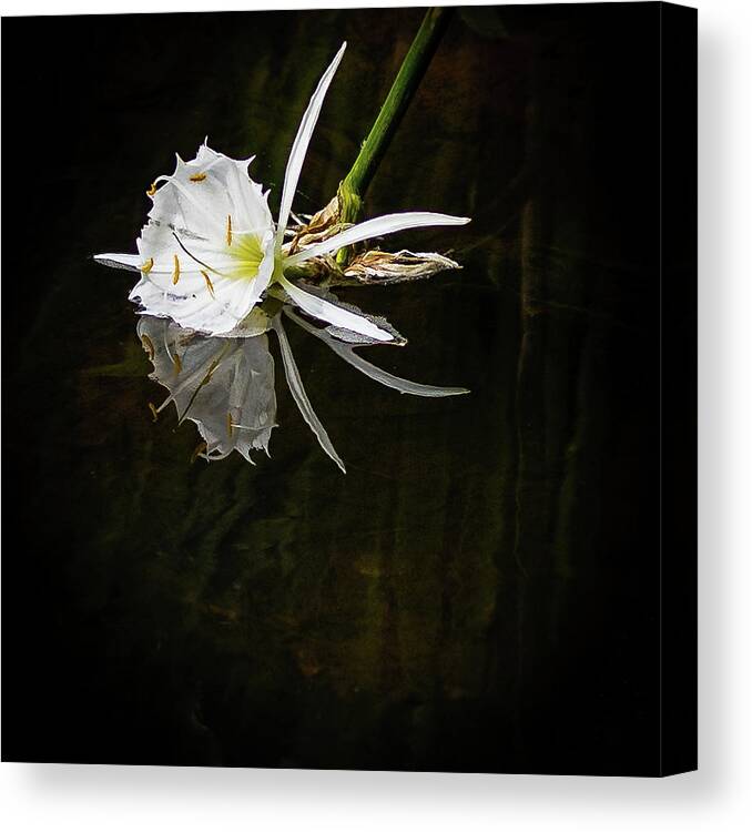 2022 Canvas Print featuring the photograph Rocky Shoals Spider Lily by Charles Hite