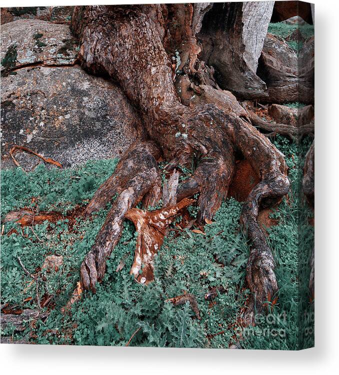 Tree Canvas Print featuring the photograph Roots by Russell Brown