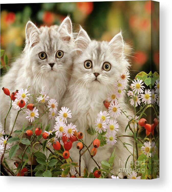 Two Silver Canvas Print featuring the photograph Rose hip Persians by Warren Photographic