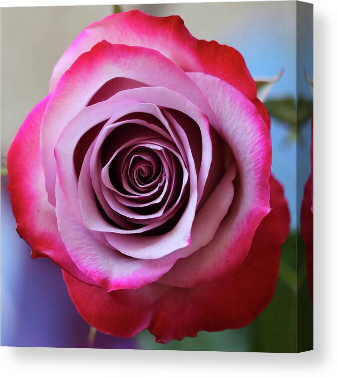 Rose Canvas Print featuring the photograph Rose Swirl by Mary Anne Delgado
