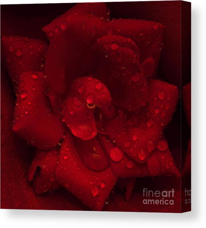 Rose Canvas Print featuring the photograph Rose with Water Droplets by Patrick Nowotny