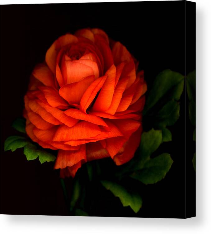 Ranunculus Canvas Print featuring the photograph Royal Ranunculus by Marsha Tudor