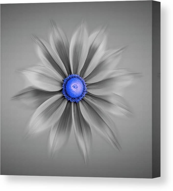 Blue Daisy Canvas Print featuring the photograph Rudbeckia Blossom Irish Eyes - Selective Color Blue by Patti Deters